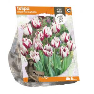 Baltus Tulipa Crispa Flaming Baltic tulpen bloembollen per 5 stuks